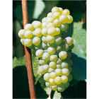 Chardonnay (10 piezas)