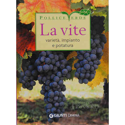 Die Weinrebe: Sorten, Pflanzung und Schnitt