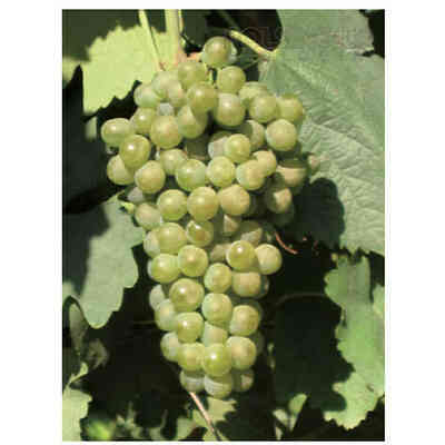 Falanghina (100 pièces) 