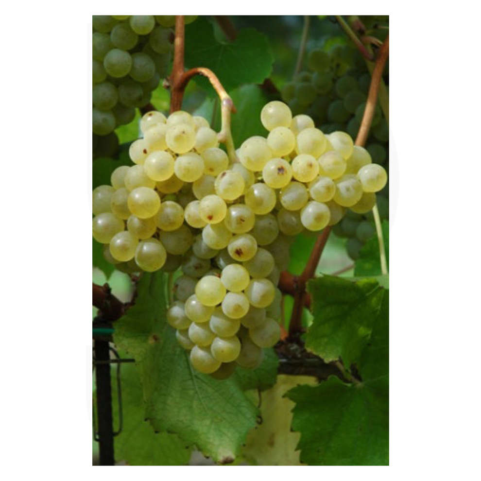 Fleurtai (10 piezas)