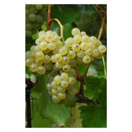 Fleurtai grafted vines (10 pieces)