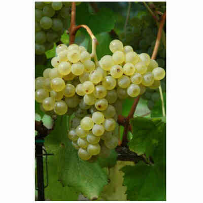 Fleurtai grafted vines (25 pieces)