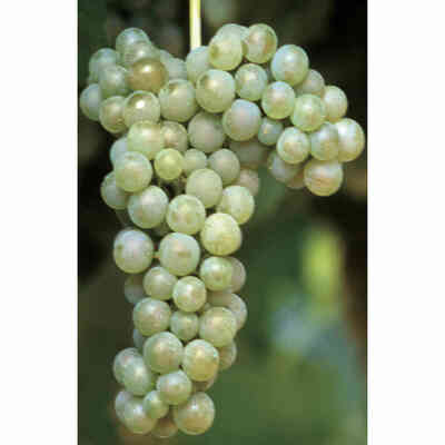 Greco di Tufo (100 pièces)