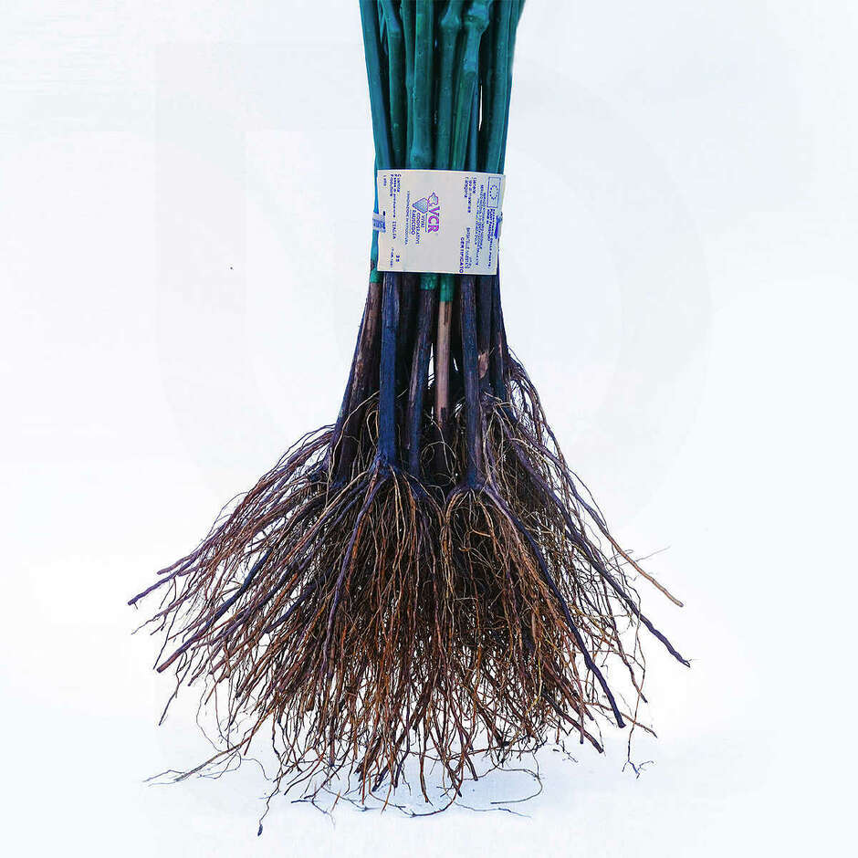 Isabella Nera grafted vines (100 pcs)