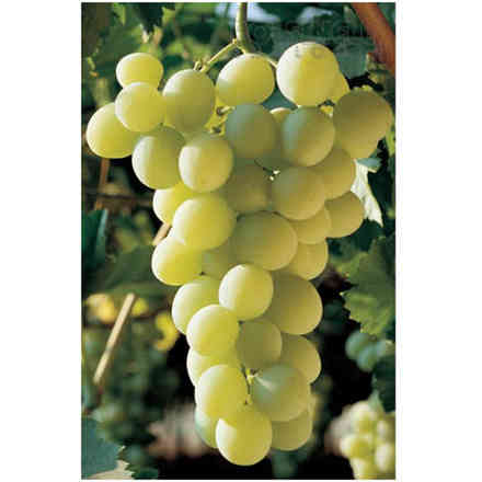 Italia grafted vines (10 pieces)