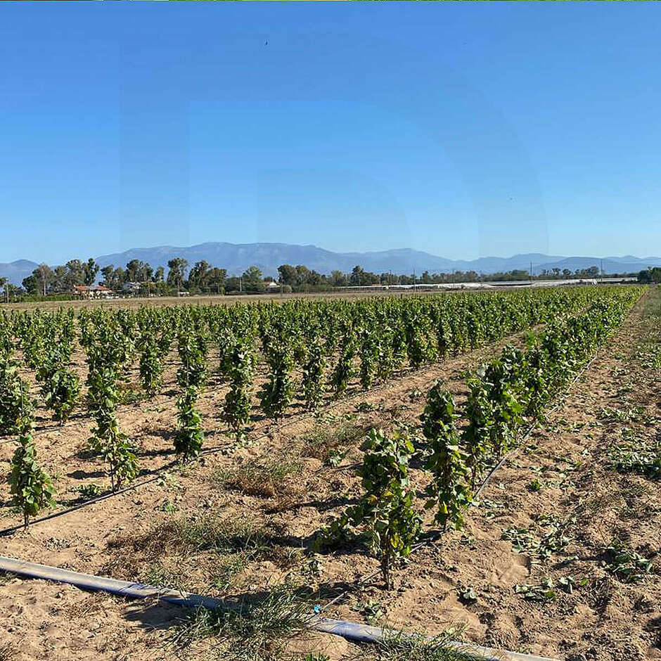 Kersus grafted vines (100 pcs)