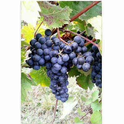 Lecinaro grafted vines (25 pcs)