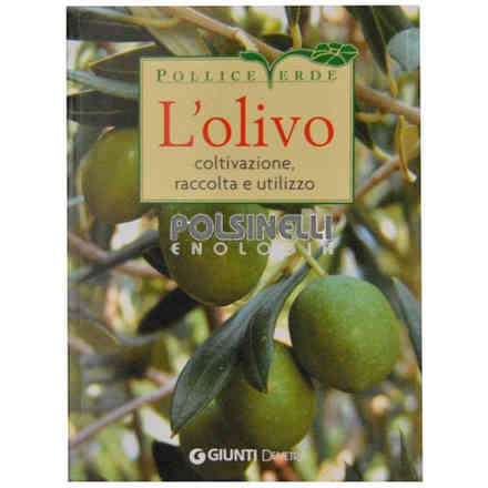 L'olivo: coltivazione, raccolta e utilizzo