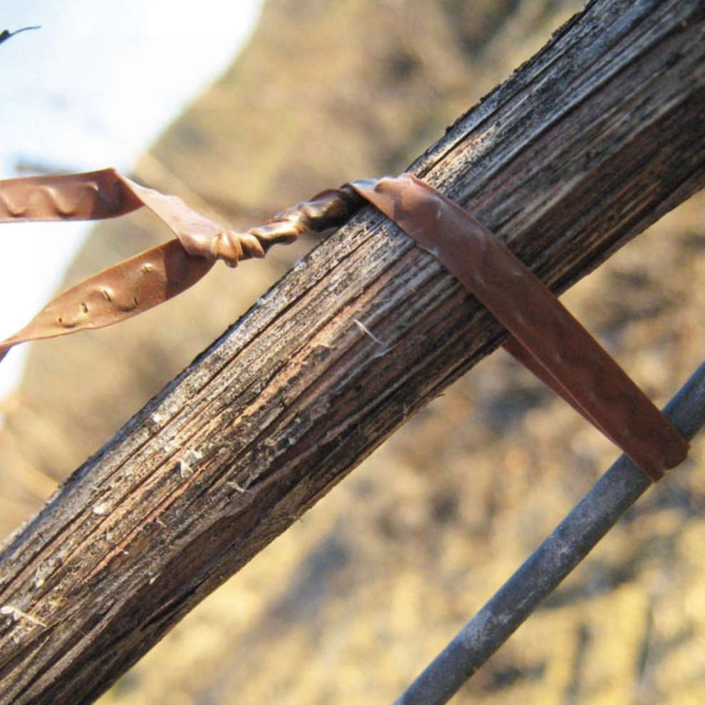 Machine à lier Pellenc Fixion 2