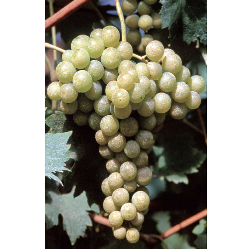 Malvasia di Candia Aromatica Stecklinge (10 Stück)