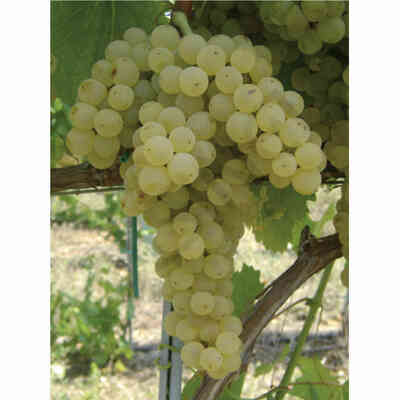 Malvasia Lazio grafted vines (25 pieces)
