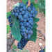 Malvasia Nera Stecklinge (100 stück)