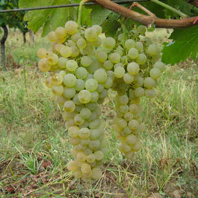 Maturano grafted vines(25 pieces)