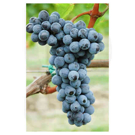 Merlot Kanthus (10 stück)