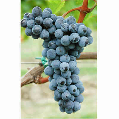 Merlot Kanthus grafted vines (100 pieces) 