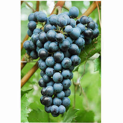 Merlot Khorus (100 pièces)
