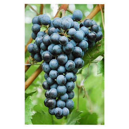 Merlot Khorus grafted vines (10 pieces)