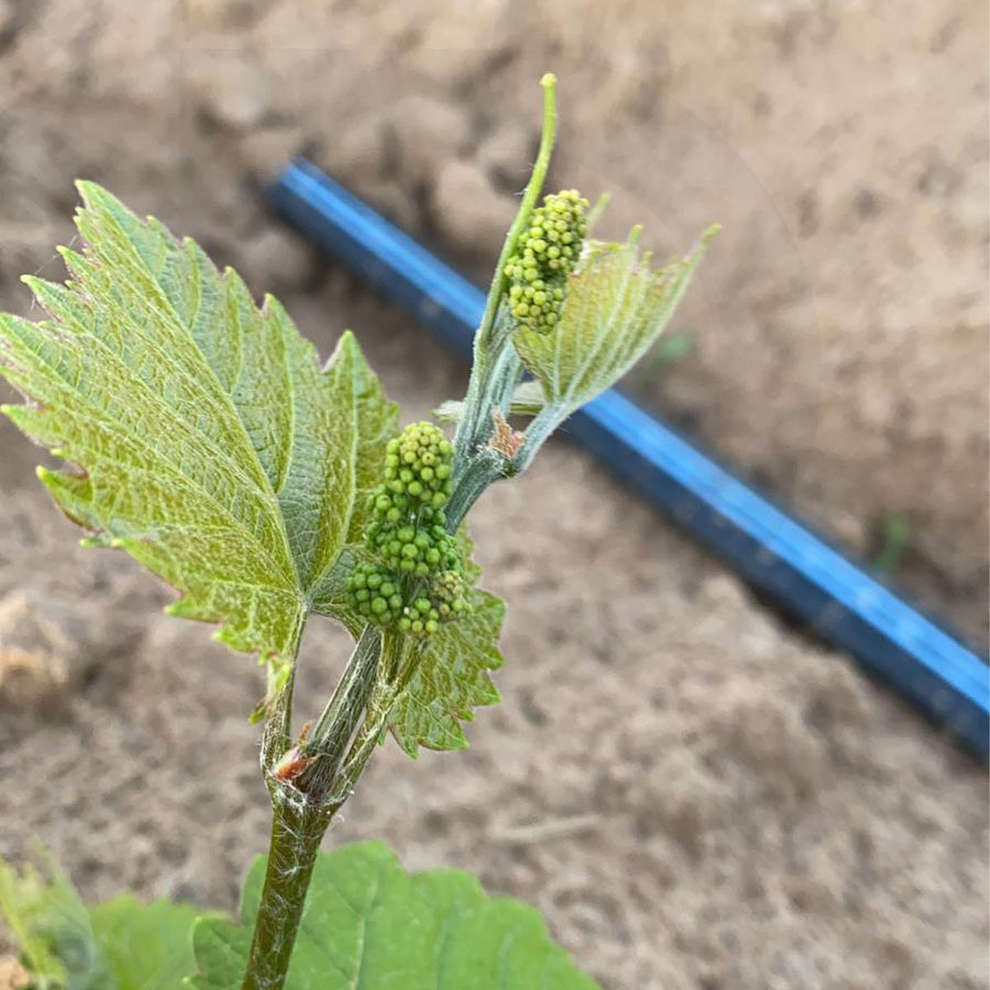 Merlot Khorus grafted vines (10 pieces)