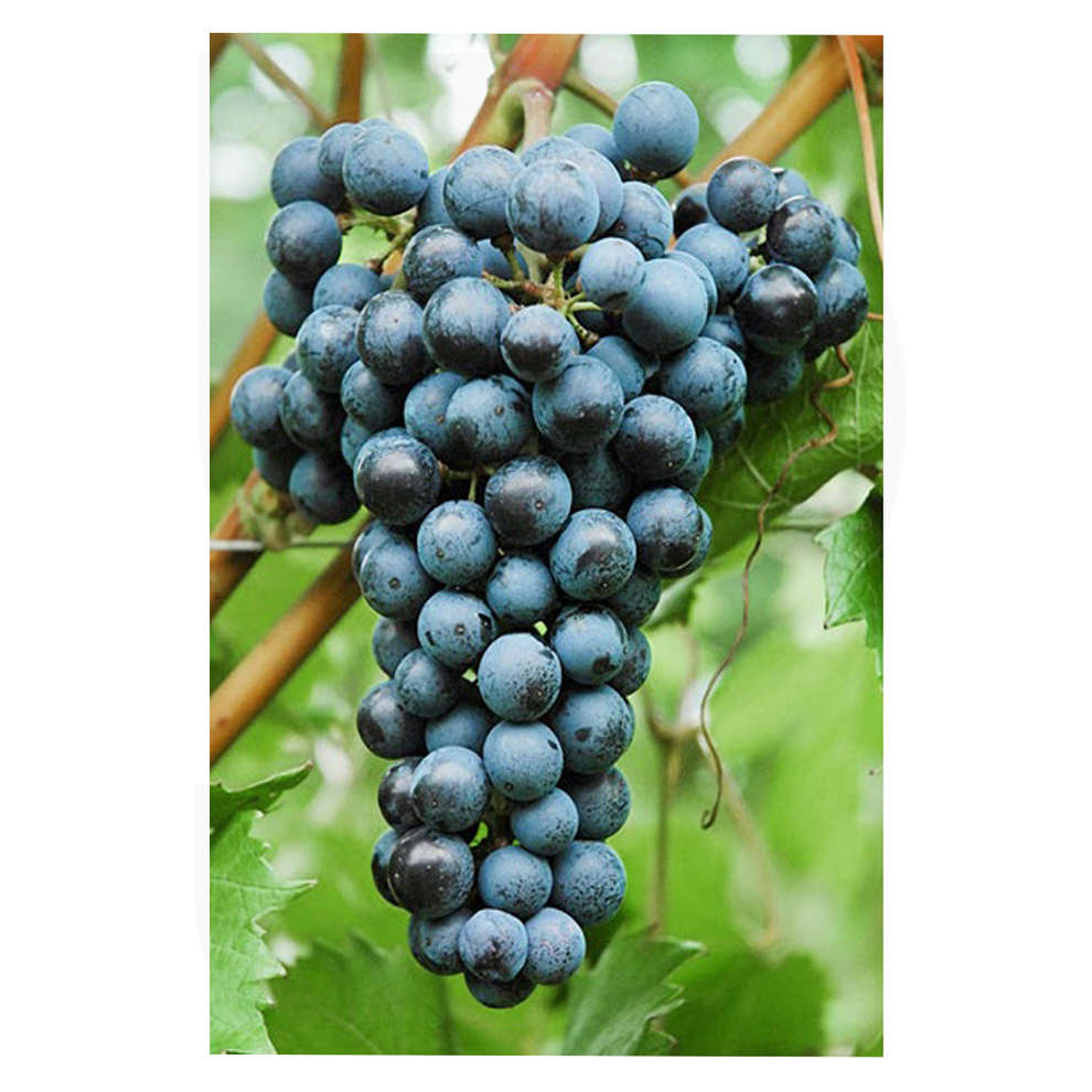 Merlot Khorus Stecklinge (10 stück)