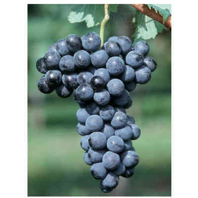 Merlot Stecklinge (25 stück) 