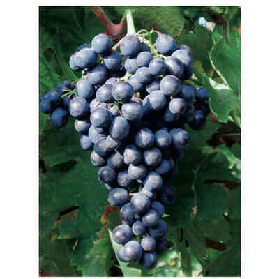 Montepulciano (100 pièces) 