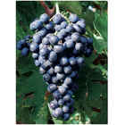 Montepulciano grafted vines (10 pieces)