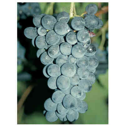 Moscato Amburgo (100 pièces) 