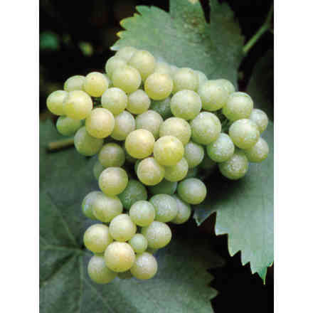 Moscato di Terracina Stecklinge (10 stück)