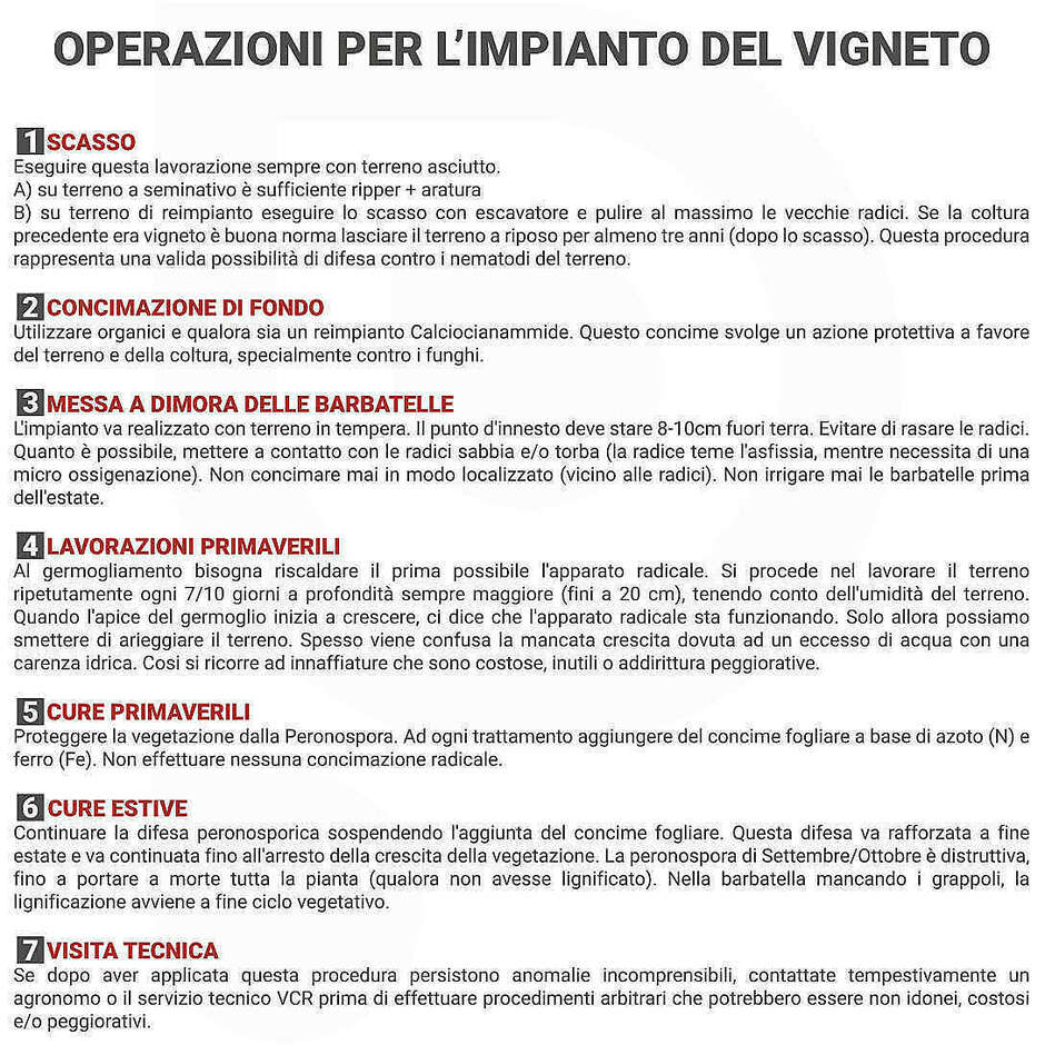 Olivella Nera (100 piezas) 