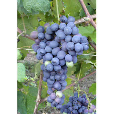 Olivella Nera Stecklinge (25 Stück)