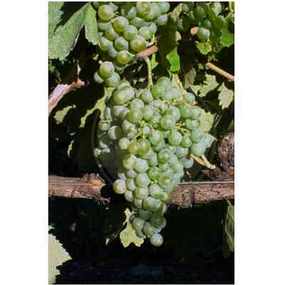 Pampanaro grafted vines (100 pcs)