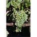 Pampanaro grafted vines (25 pcs)