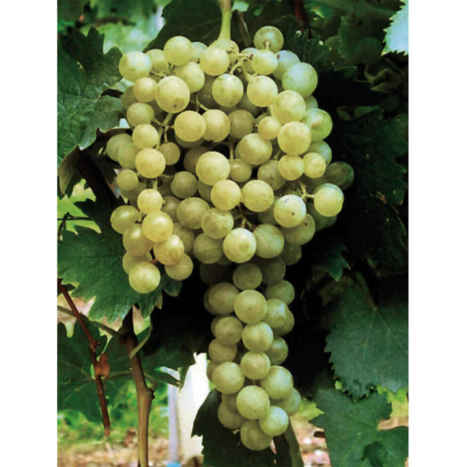 Passerina grafted vines (25 pieces)