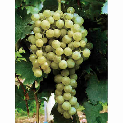 Passerina grafted vines (25 pieces)