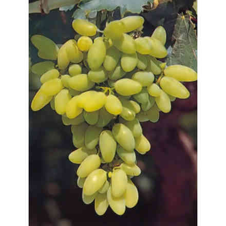 Pizzutello bianco (10 stück)