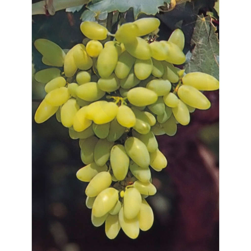 Pizzutello bianco grafted vines (10 pieces) 