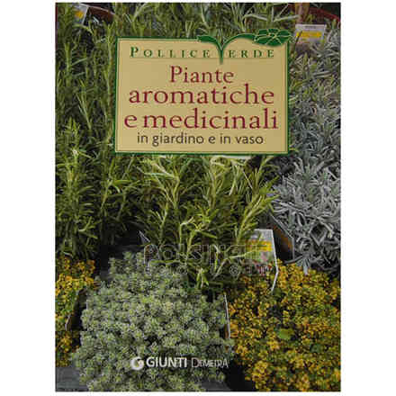 Plantas aromáticas y medicinales en el jardín y en macetas.