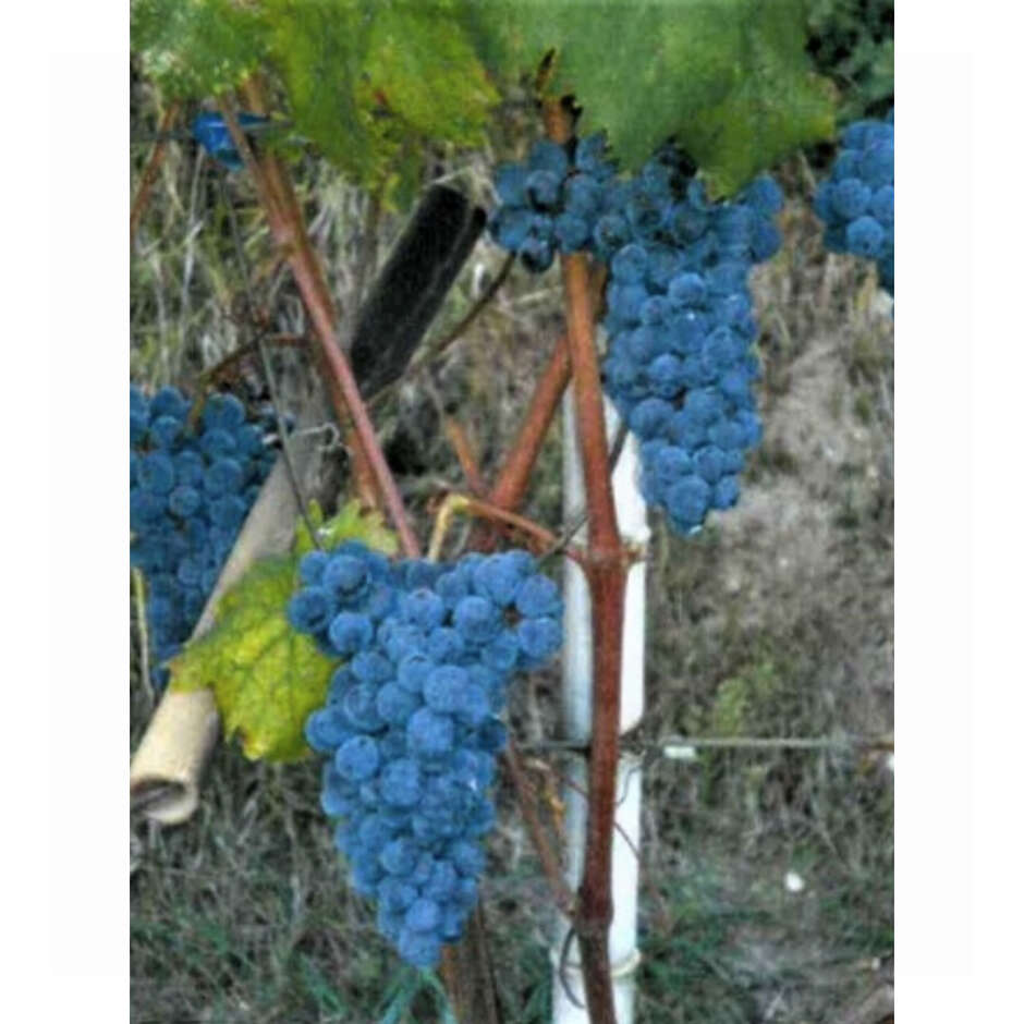 Plantas de vid Giulia (25 piezas)