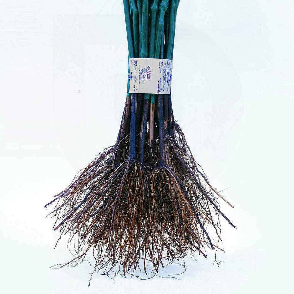 Plantas de vid Giulia (25 piezas)