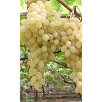 Plantas de vid Reale Bianca (10 piezas)