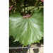 Plantas de vid Selvatica (25 piezas)