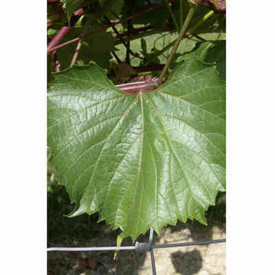 Plantas de vid Selvatica (25 piezas)