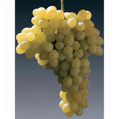 Plantas de vid Sultanina (100 piezas)