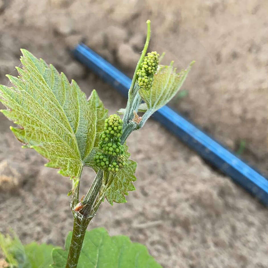 Барбателла Султанина (100 шт.)
