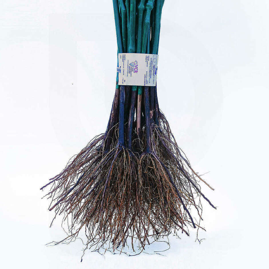Abbuoto grafted vines (25 pcs)