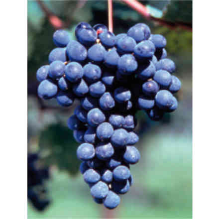 Plants de vigne Barbera (10 pièces)