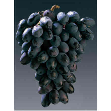 Plants de vigne Black Magic (10 pcs)