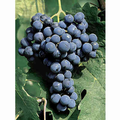 Plants de vigne Cabernet Franc (100 pièces)