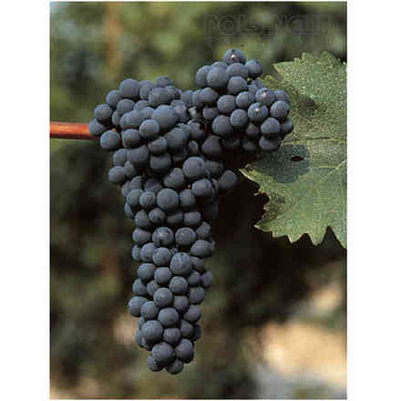 Plants de vigne Cabernet sauvignon (10 pièces)