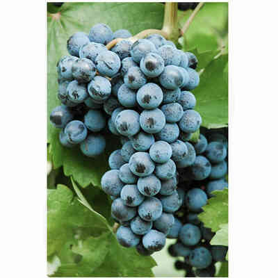 Plants de vigne Cabernet Volos (25 pezzi) 